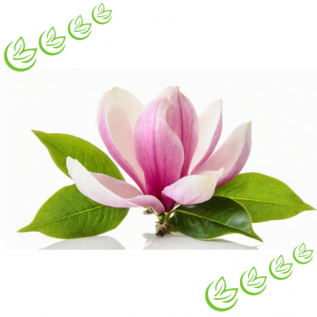 Parfümöl Blooming Magnolia 3 l